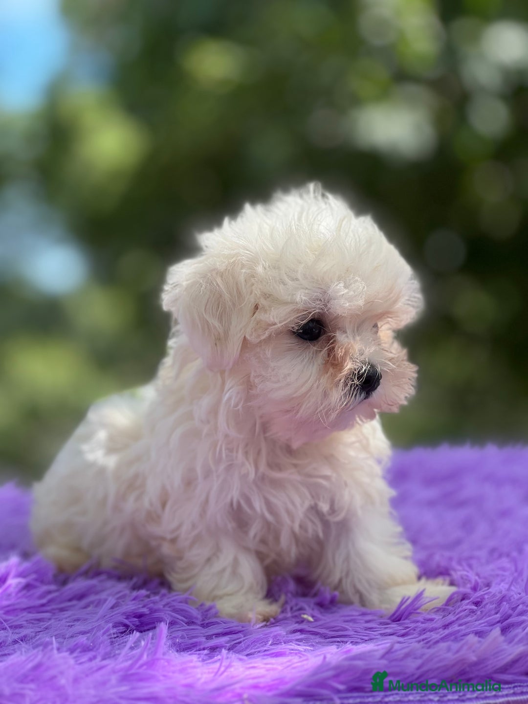 Bichón Maltés perros en venta: Bichon maltés hembra coreana  - Imagen 1