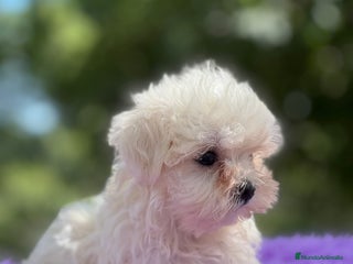 Bichón Maltés perros - Anuncio 17