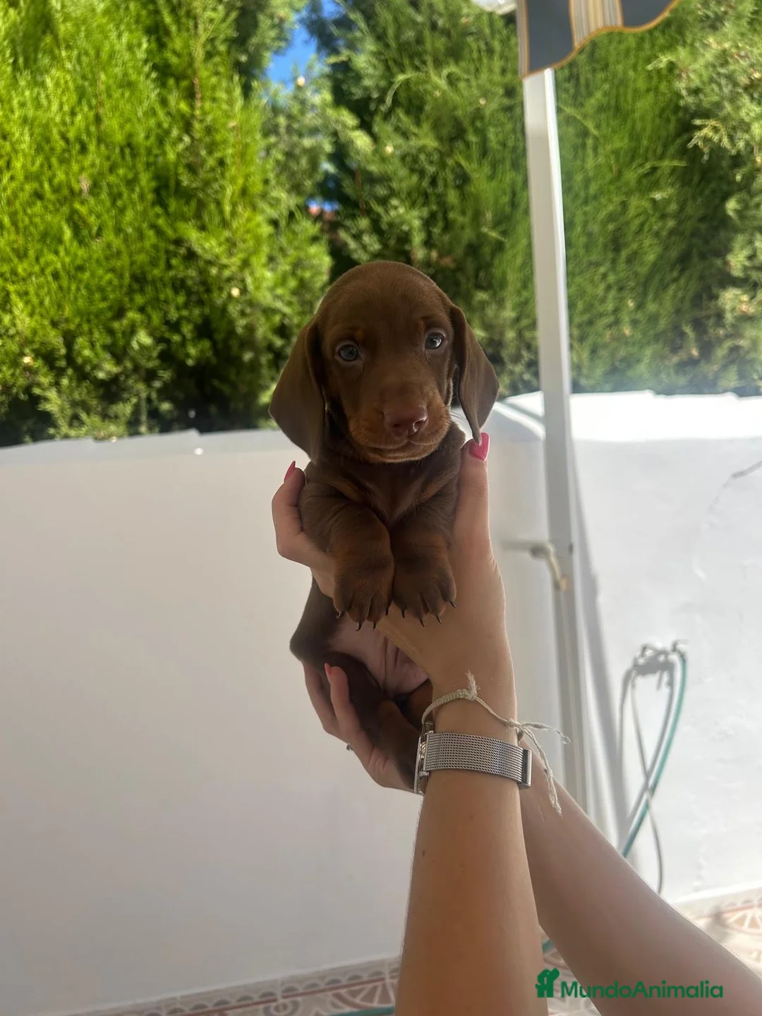Teckel Miniatura perros en venta: teckel mini  - Anuncio 2