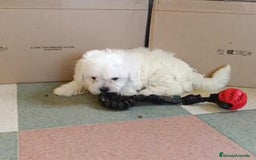 Bichón Maltés perros en venta: Bichon maltés toy  - Imagen 8