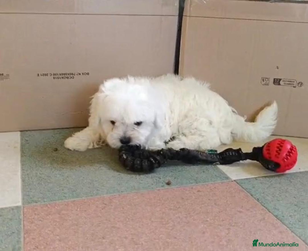 Bichón Maltés perros en venta: Bichon maltés toy  - Imagen 8