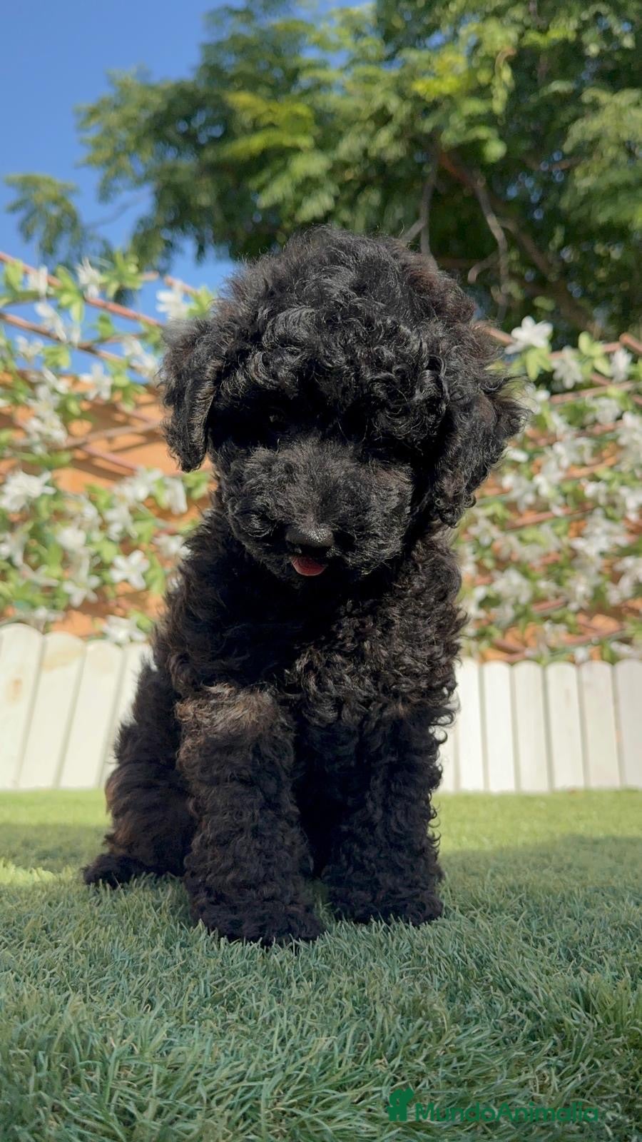 Caniche Enano perros CANICHE ENANO - Anuncio 1