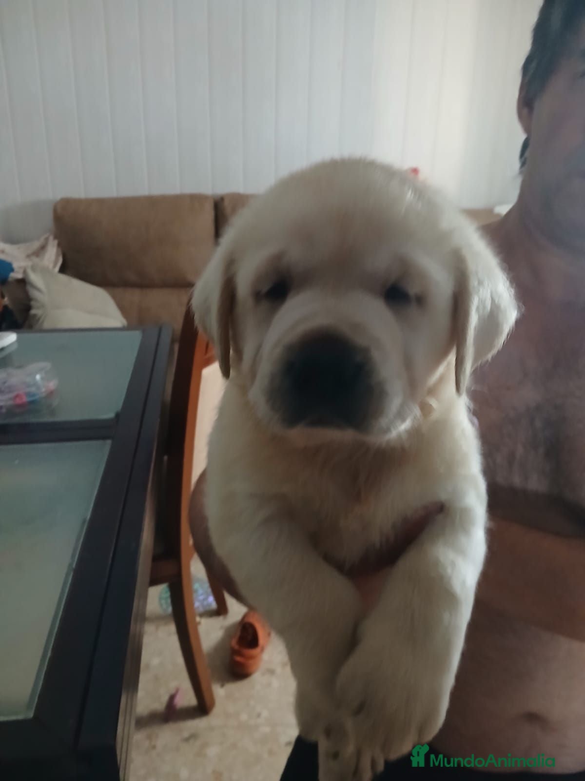 Labrador Retriever perros Labrador retriever dorado y chocolate disponible  - Anuncio 2
