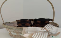 Yorkshire Terrier perros en venta: Espectaculares machitos - Imagen 1