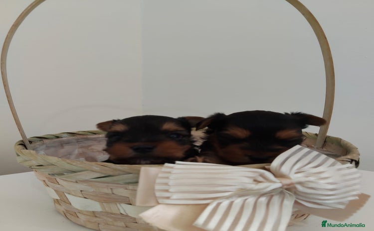 Yorkshire Terrier perros - Anuncio 3