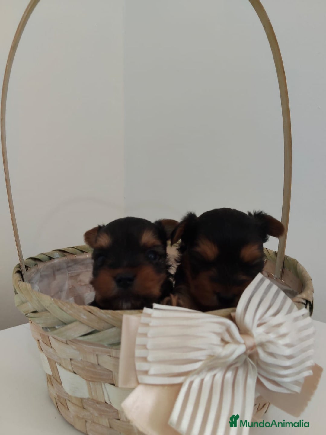 Yorkshire Terrier perros en venta: Espectaculares machitos - Imagen 1