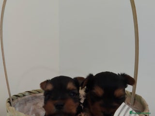 Yorkshire Terrier perros - Anuncio 10