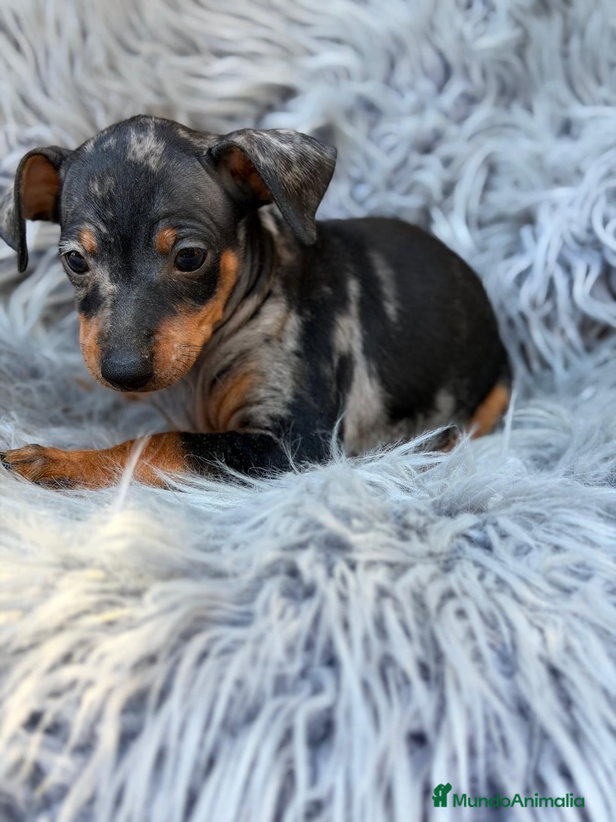 Pinscher Miniatura perros Macho pinscher merle 🐾💙 - Anuncio 4