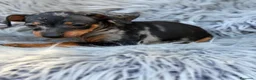 Pinscher Miniatura perros en venta: Macho pinscher merle 🐾💙 - Anuncio 1