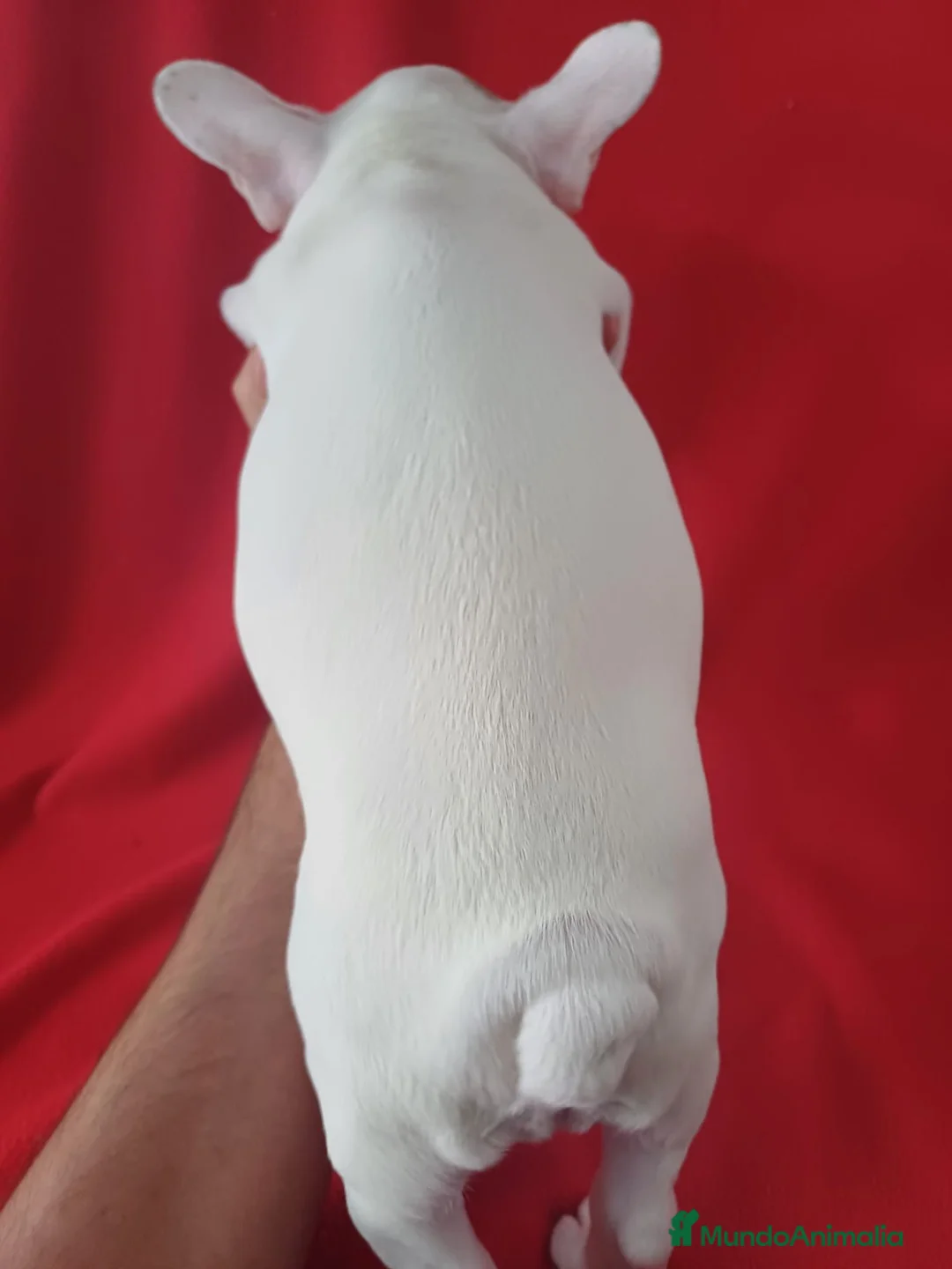 Bulldog Francés perros en venta: Bulldog Francés  - Anuncio 4