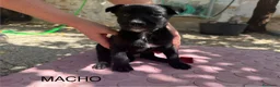 Pastor Belga Malinois perros en venta: Pastor belga malinois de calidad  - Anuncio 1