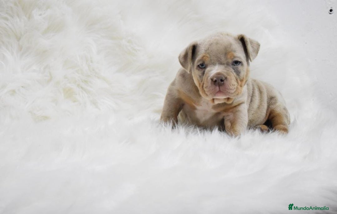 American Bully perros en venta: american bully  - Anuncio 1