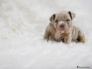 American Bully perros american bully - Anuncio 1