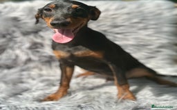 Pinscher Alemán perros en venta: PINSCHER ALEMÁN TAMAÑO PEQUEÑO - Imagen 1