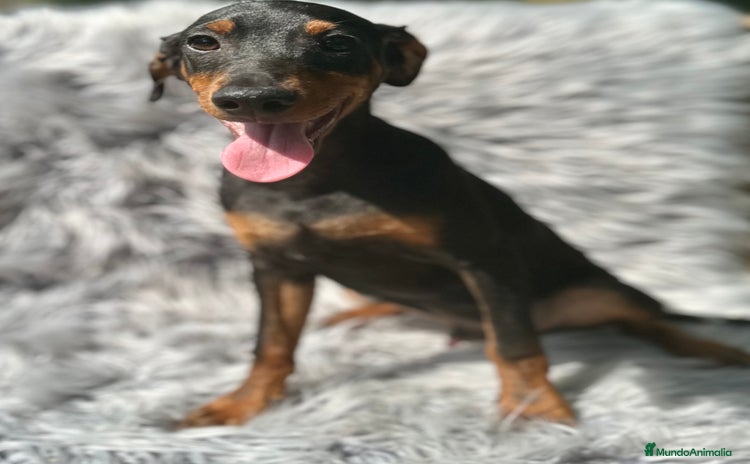 Pinscher Alemán perros - Anuncio 1