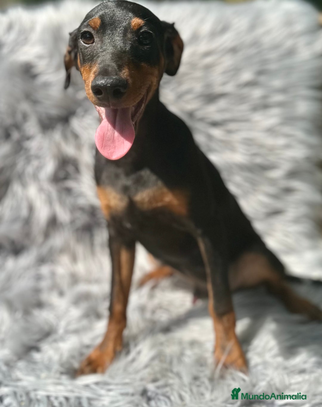 Pinscher Alemán perros en venta: PINSCHER ALEMÁN TAMAÑO PEQUEÑO - Imagen 1
