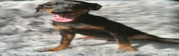 Pinscher Alemán perros en venta: PINSCHER ALEMÁN TAMAÑO PEQUEÑO - Anuncio 1