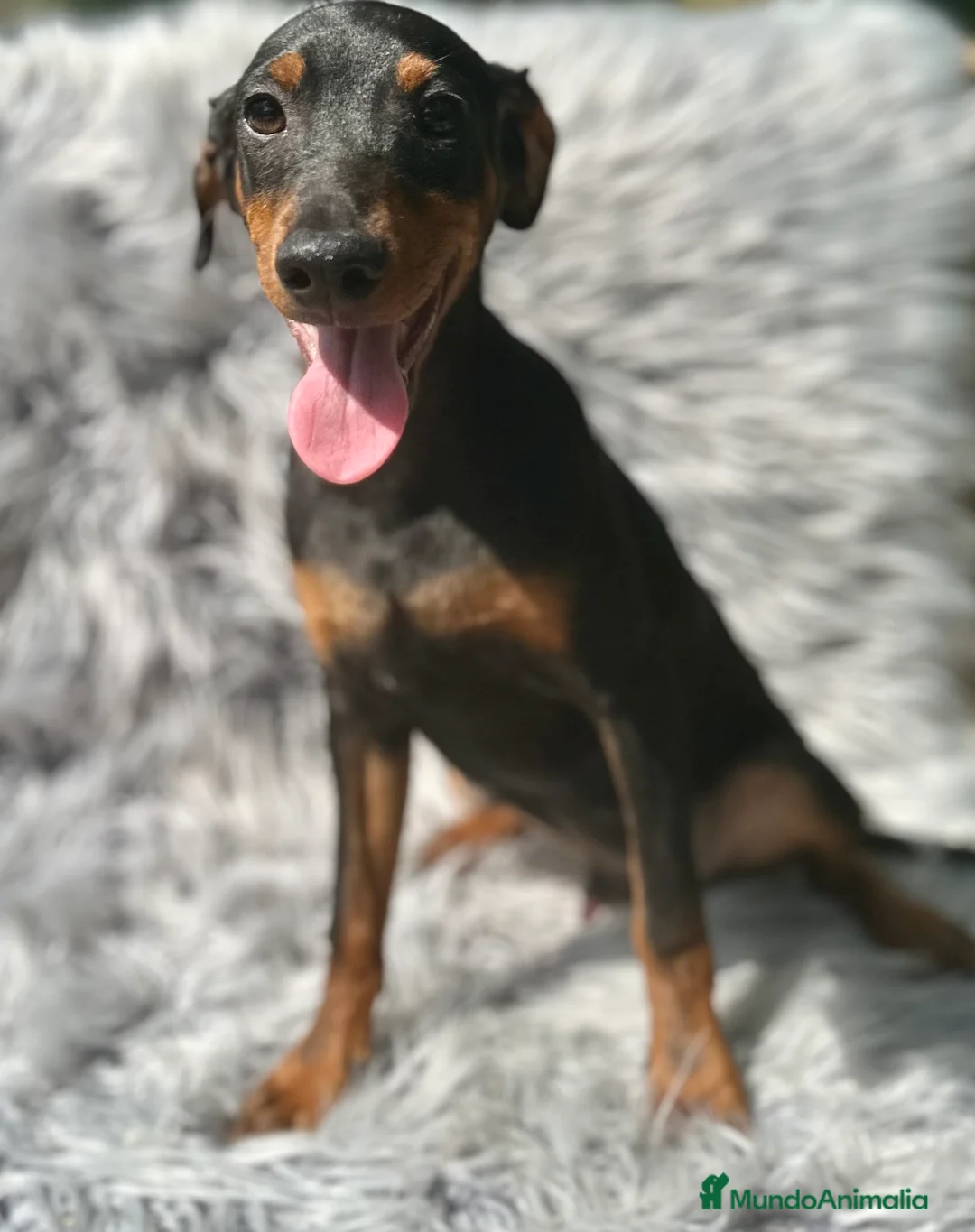 Pinscher Alemán perros en venta: PINSCHER ALEMÁN TAMAÑO PEQUEÑO - Anuncio 1