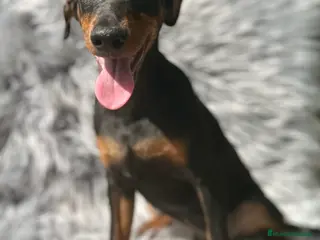Pinscher Alemán perros PINSCHER ALEMÁN TAMAÑO PEQUEÑO - Anuncio 24