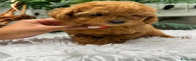 Caniche Toy 1