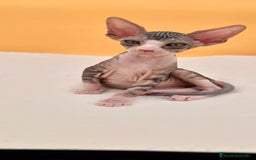 Sphynx gatos en venta: Preciosa hembrita tabby  - Imagen 8