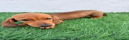 Teckel Miniatura perros en venta: Teckel miniatura - Anuncio 14
