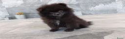 Pomerania perros en venta: Pomerania  - Anuncio 2