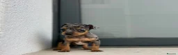 Ratón de Praga perros en venta: Raton de praga  - Anuncio 5