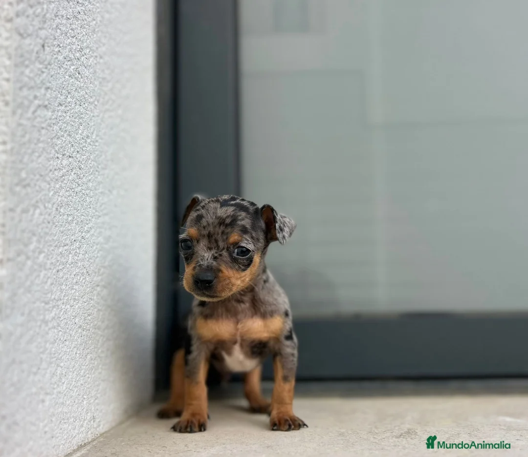 Ratón de Praga perros en venta: Raton de praga  - Anuncio 5