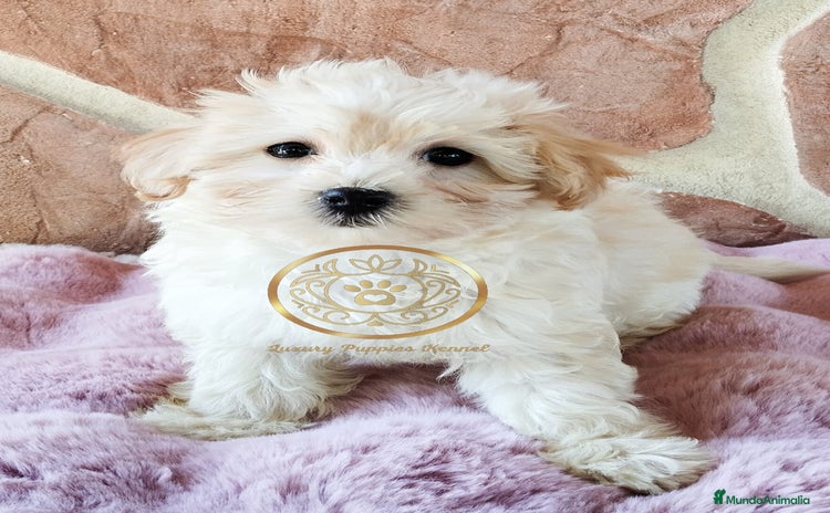 Maltipoo perros - Anuncio 2