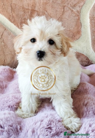 Maltipoo perros - Anuncio 2