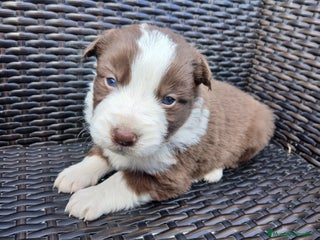 Border Collie perros Border Collie Chocolate - Anuncio 1