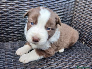 Border Collie perros Border Collie Chocolate - Anuncio 2