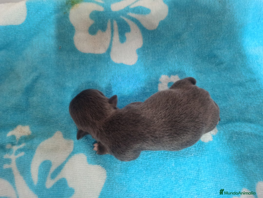 Chihuahua perros en venta: CJIHUAHUAS - Anuncio 3