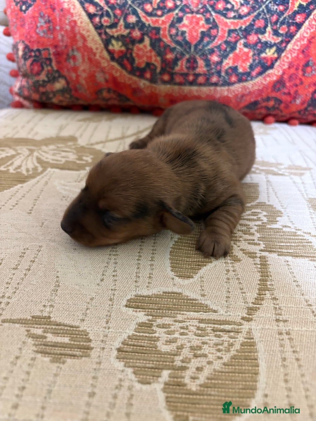 Teckel Miniatura perros en venta: Teckel miniatura Merle chocolate precioso macho  - Anuncio 8