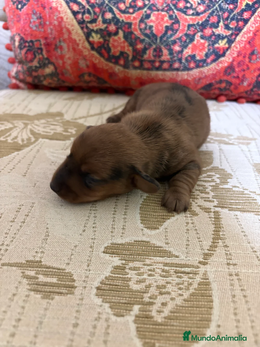 Teckel Miniatura perros en venta: Teckel miniatura Merle chocolate precioso macho  - Anuncio 8