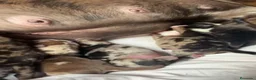 American Bully perros en venta: American bully micro  - Anuncio 2