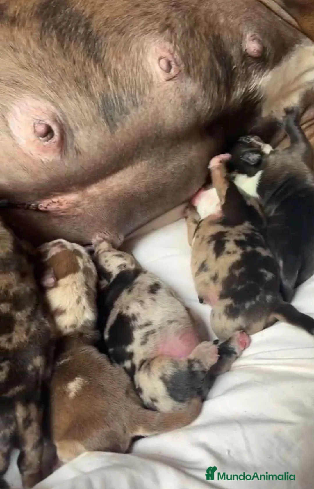American Bully perros en venta: American bully micro  - Anuncio 2