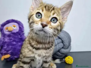Bengalí gatos Bengali Hembra AQUANATURA en Barcelona - Anuncio 26