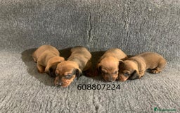 Teckel perros en venta: Cachorros Teckel Standard - Imagen 6