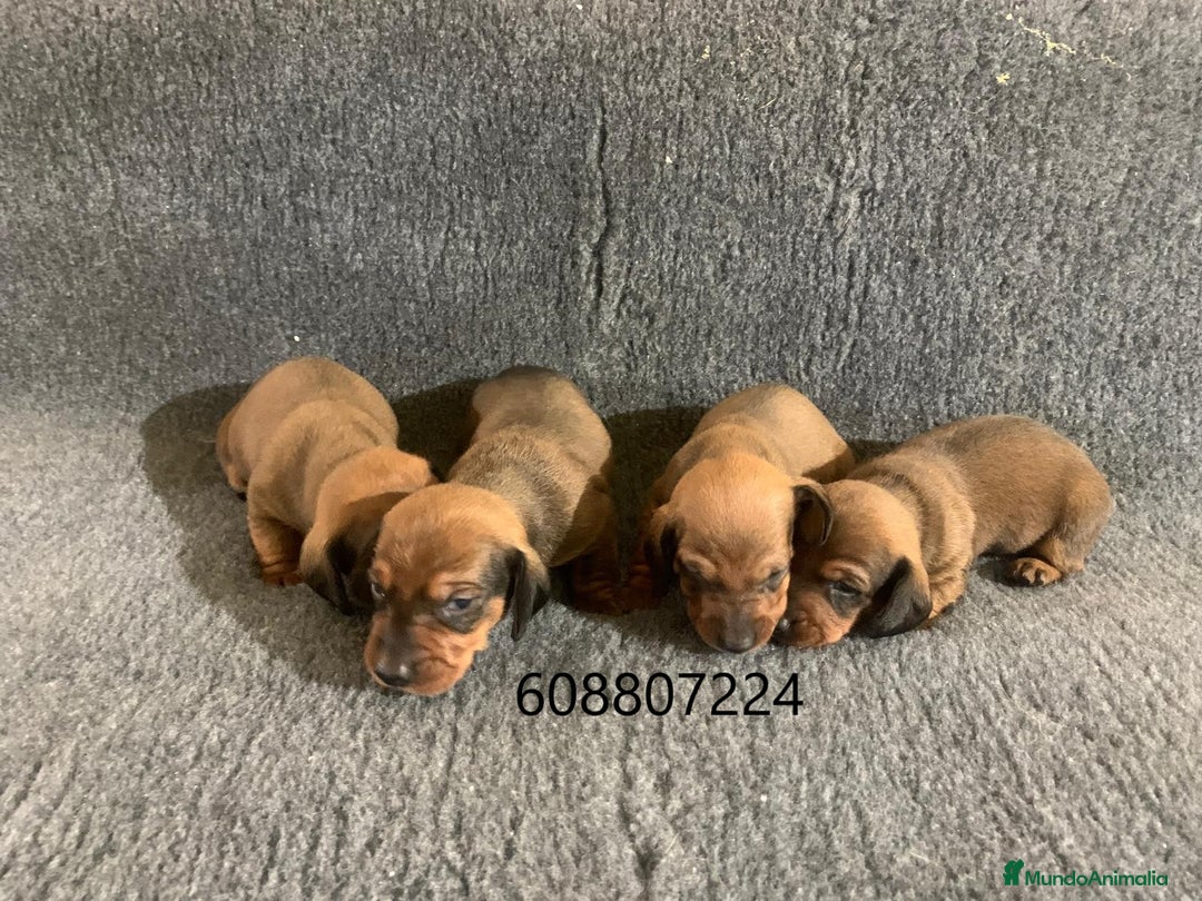 Teckel perros en venta: Cachorros Teckel Standard - Imagen 6