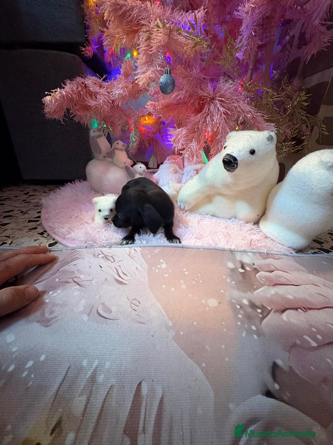 Chihuahua perros en venta: Chihuahua toy negro  - Anuncio 4