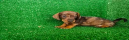 Teckel Miniatura perros en venta: Teckel miniatura  - Anuncio 13
