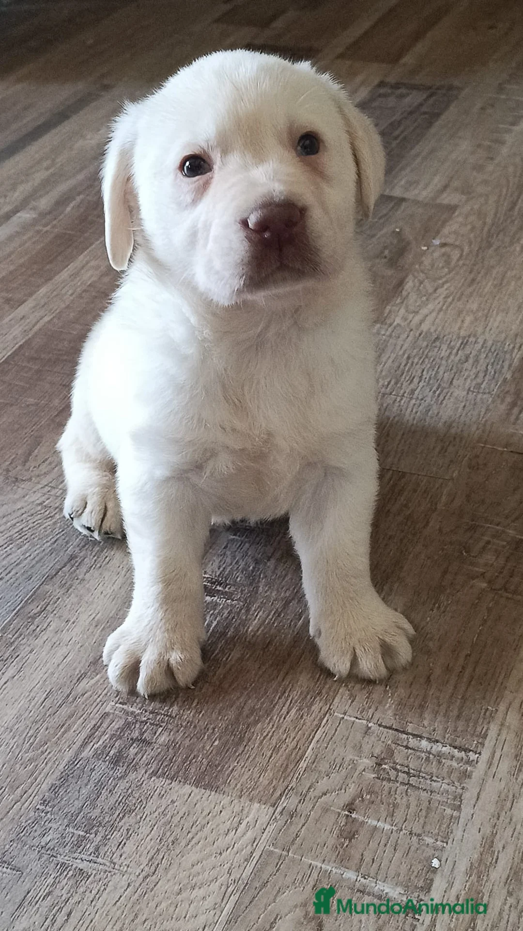 Labrador Retriever perros en venta: Camada de labrador retriever dorados 🔥🐶🐾 - Anuncio 2