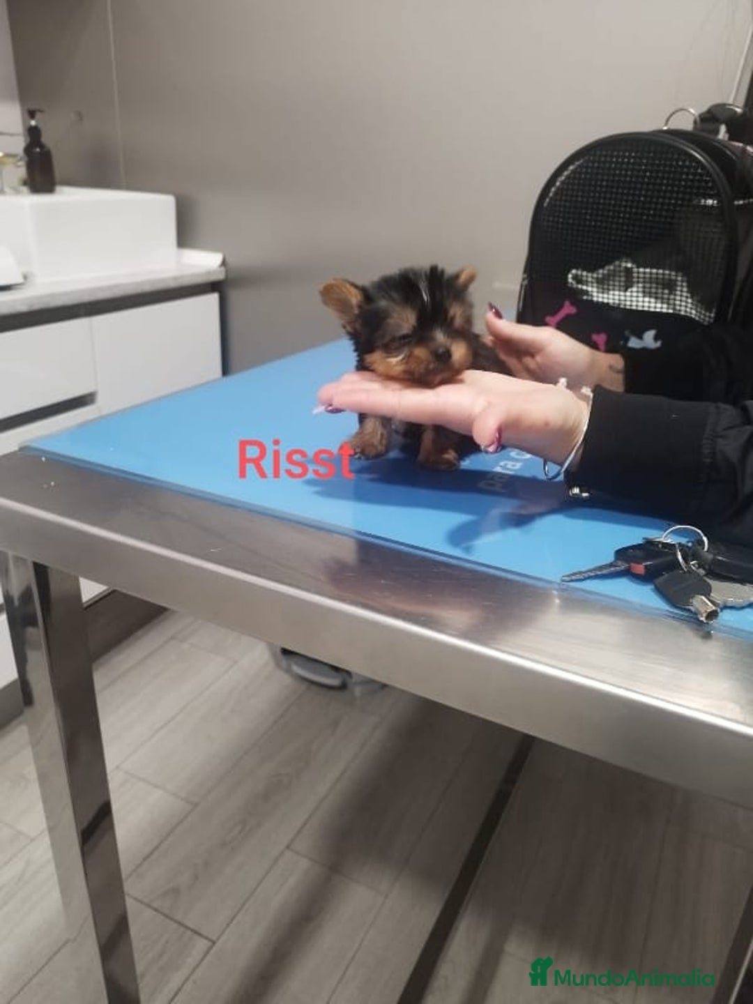 Yorkshire Terrier perros en venta: YORKSHIRE TOY - Imagen 1