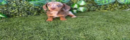 Teckel Miniatura perros en venta: TECKEL MINIATURA  - Anuncio 5