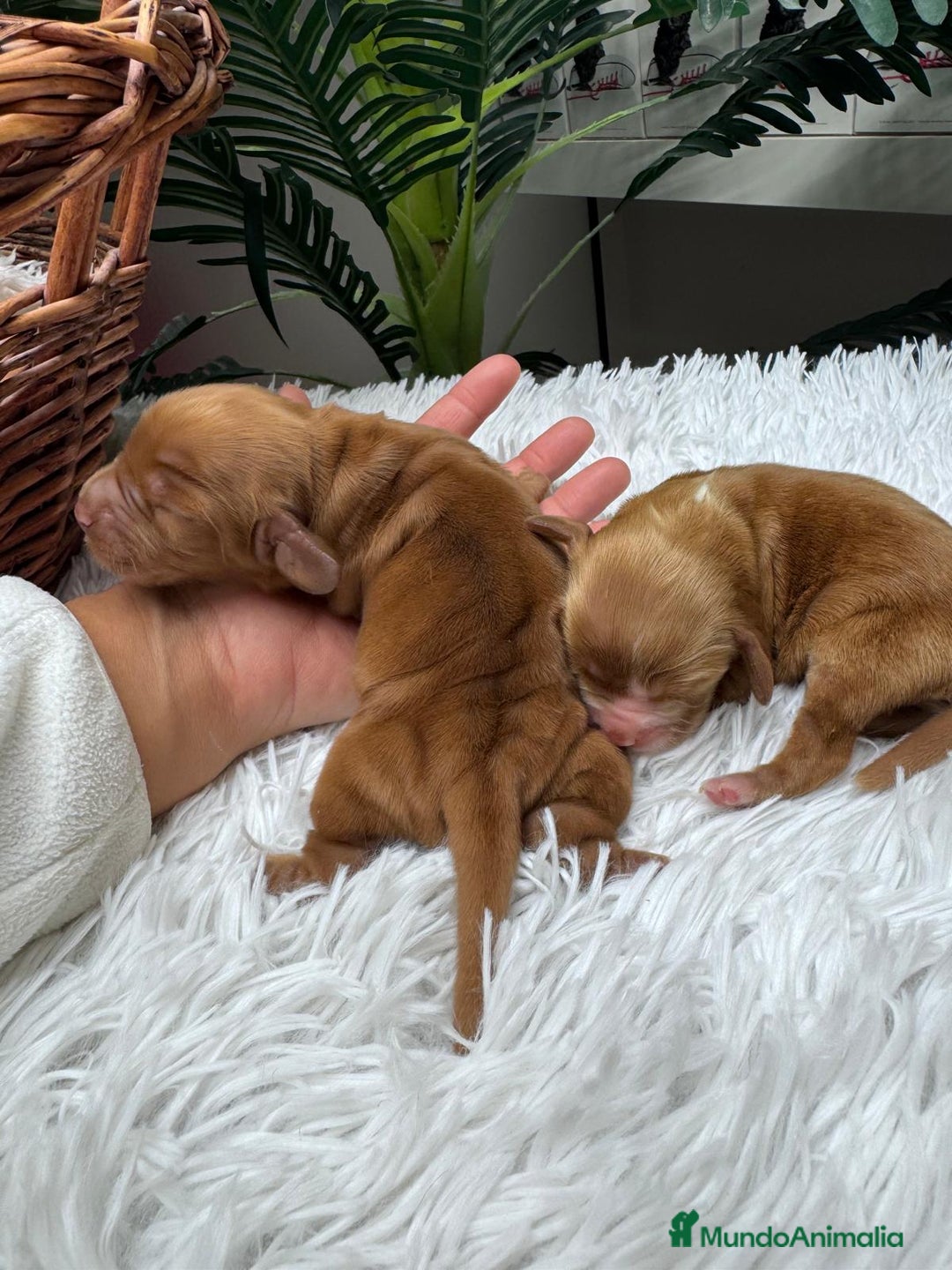 Cocker Spaniel Inglés perros en venta: COCKER SPANIEL INGLES - Anuncio 3