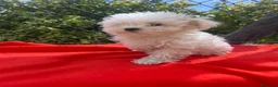 Bichón Maltés perros en venta: PRECIOSO BICHON MALTÉS MINI  - Anuncio 2