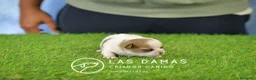 Chihuahua perros en venta: Chihuahuas disponibles - Anuncio 8