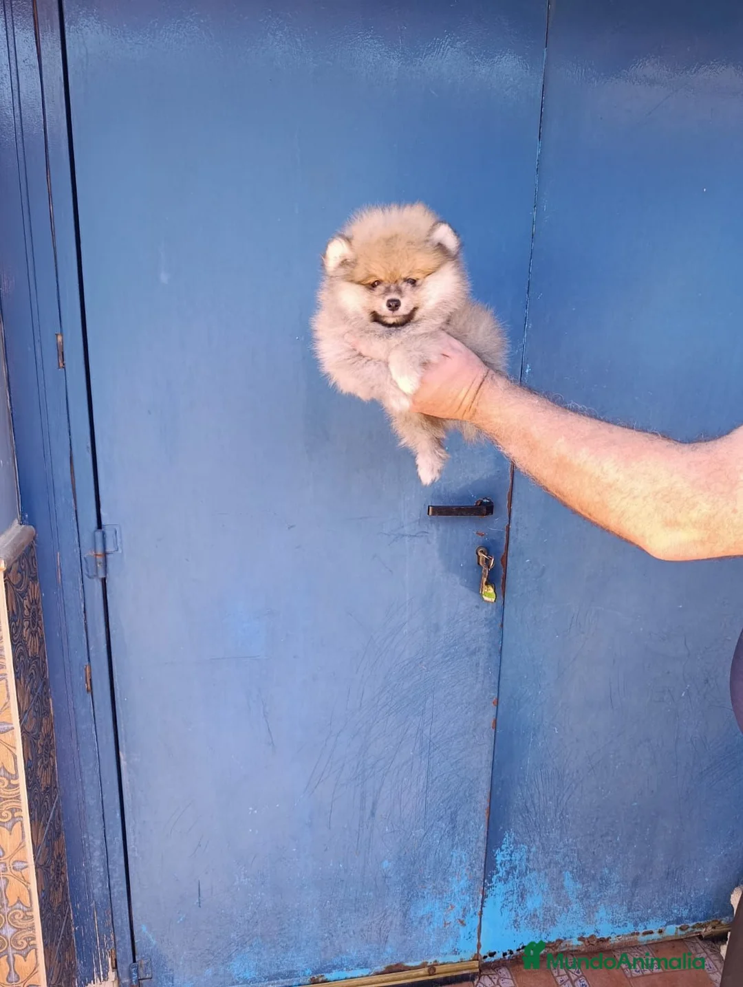 Pomerania perros en venta: Pomerania osito macho  - Anuncio 6